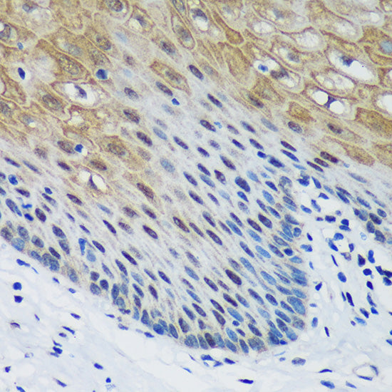 PSPC1 Rabbit pAb