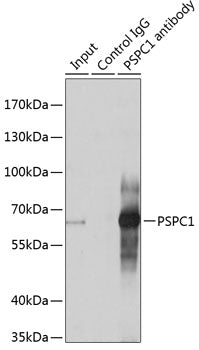 PSPC1 Rabbit pAb
