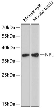 NPL Rabbit pAb