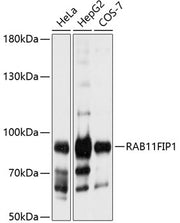 RAB11FIP1 Rabbit pAb