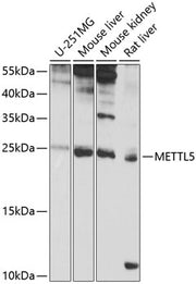 METTL5 Rabbit pAb