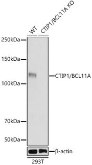 [KO Validated] CTIP1/BCL11A Rabbit mAb