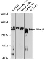 FAM65B Rabbit pAb