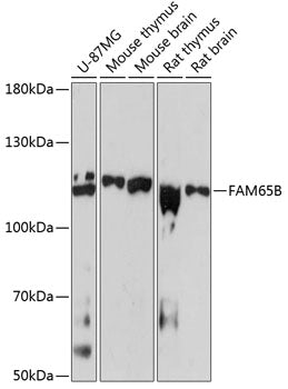 FAM65B Rabbit pAb