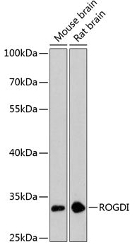 ROGDI Rabbit pAb
