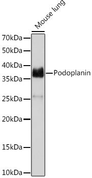 Podoplanin Rabbit mAb