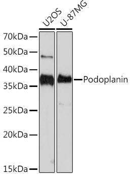 Podoplanin Rabbit mAb