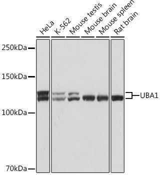 UBA1 Rabbit mAb