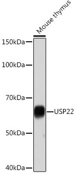 USP22 Rabbit mAb