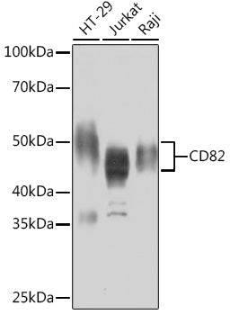 CD82 Rabbit mAb