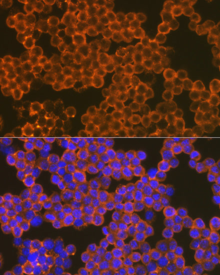 CD82 Rabbit mAb