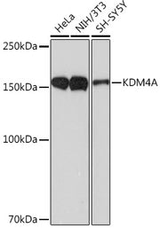 KDM4A Rabbit mAb