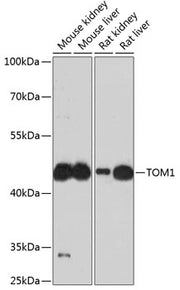 TOM1 Rabbit pAb