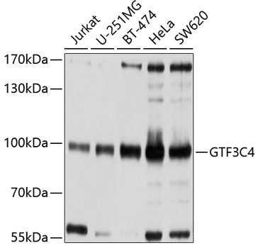 GTF3C4 Rabbit pAb