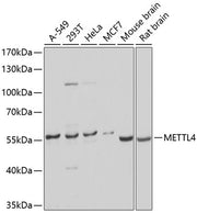 METTL4 Rabbit pAb