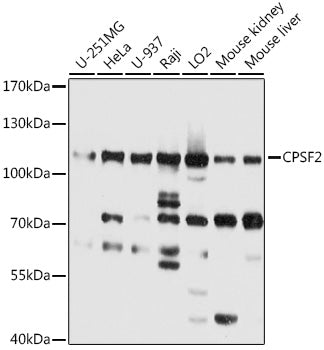 CPSF2 Rabbit pAb