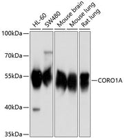 CORO1A Rabbit pAb