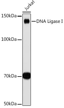 DNA Ligase I Rabbit mAb