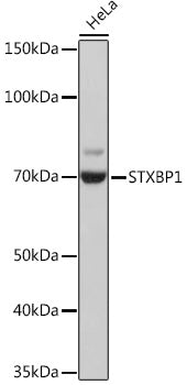 STXBP1 Rabbit mAb