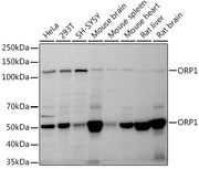 ORP1 Rabbit mAb