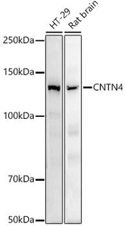 CNTN4 Rabbit mAb