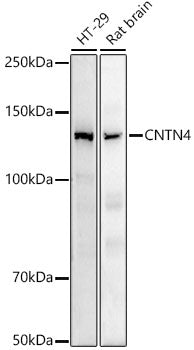 CNTN4 Rabbit mAb