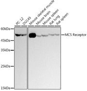 MC5 Receptor Rabbit mAb