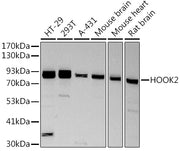 HOOK2 Rabbit mAb