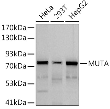 MUTA Rabbit mAb