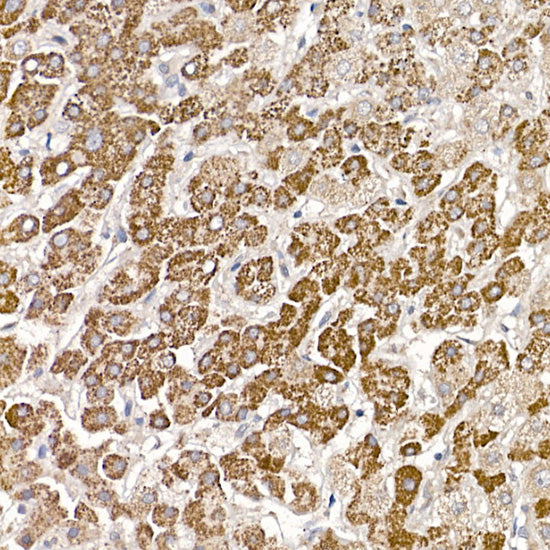 MUTA Rabbit mAb