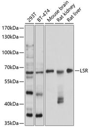 LSR Rabbit pAb