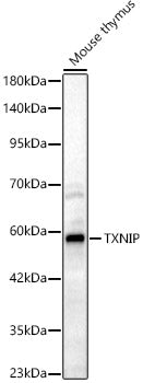 TXNIP Rabbit pAb