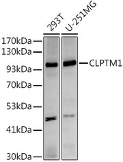 CLPTM1 Rabbit mAb