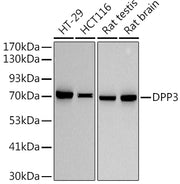 DPP3 Rabbit mAb