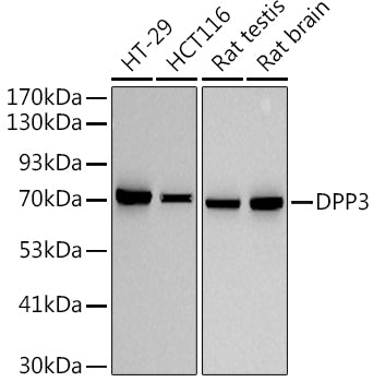 DPP3 Rabbit mAb