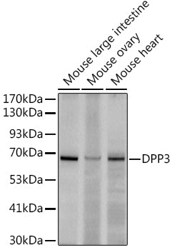 DPP3 Rabbit mAb