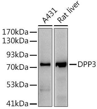 DPP3 Rabbit mAb