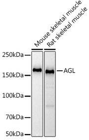 AGL Rabbit mAb