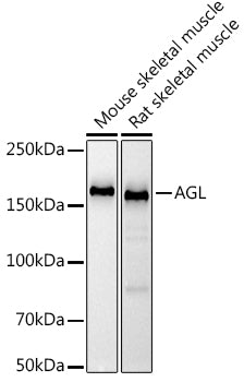AGL Rabbit mAb