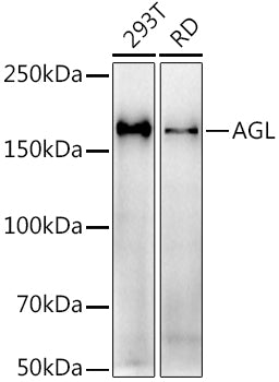 AGL Rabbit mAb