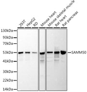SAMM50 Rabbit mAb