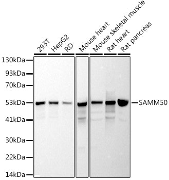 SAMM50 Rabbit mAb