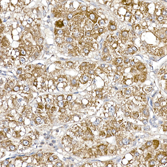 SAMM50 Rabbit mAb