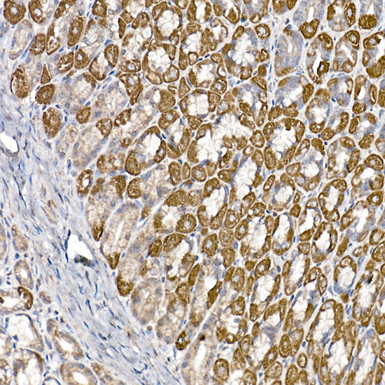 SAMM50 Rabbit mAb