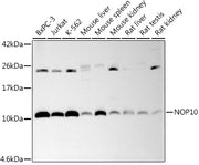 NOP10 Rabbit mAb