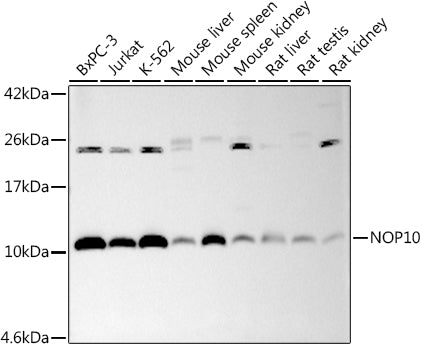 NOP10 Rabbit mAb
