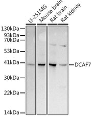 DCAF7 Rabbit mAb