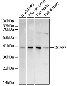 DCAF7 Rabbit mAb