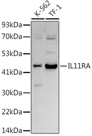 IL11RA Rabbit mAb