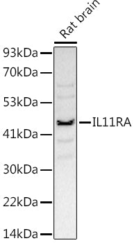 IL11RA Rabbit mAb